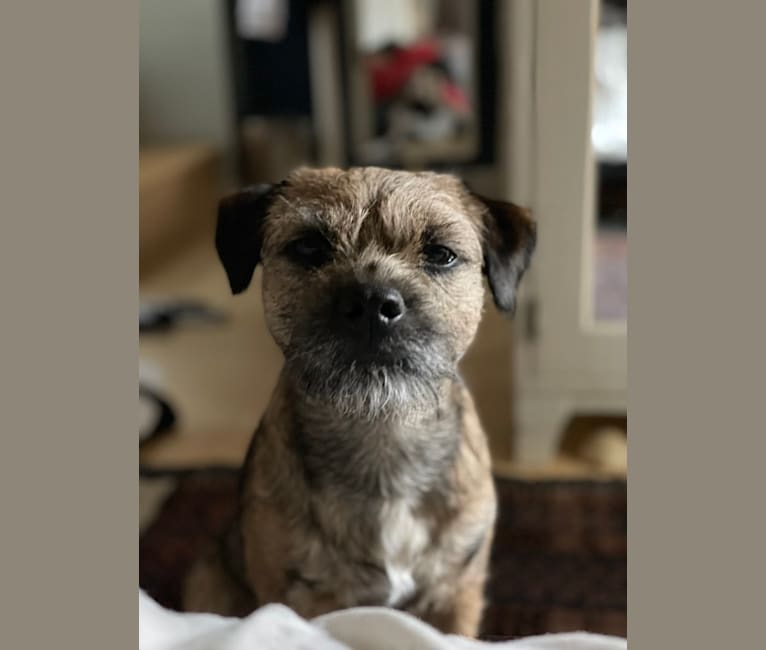 Bruce, a Border Terrier tested with EmbarkVet.com