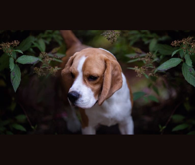 Allie, a Beagle tested with EmbarkVet.com