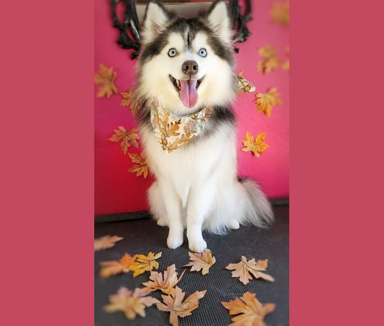 Photo of Pearl of the Orient's Zeus, a Pomsky  in Nocatee, FL, USA