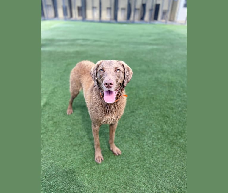 Lucy Tucker, a Chesapeake Bay Retriever tested with EmbarkVet.com