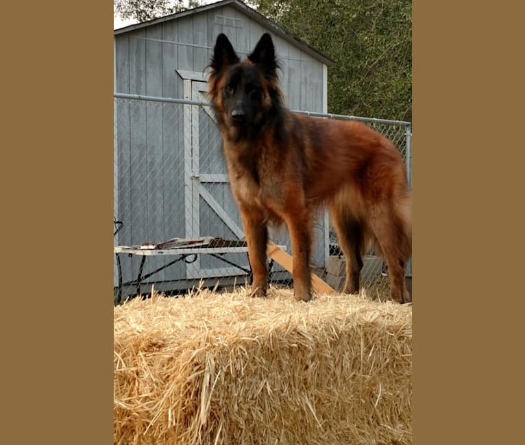 Beauregard, a Belgian Shepherd tested with EmbarkVet.com