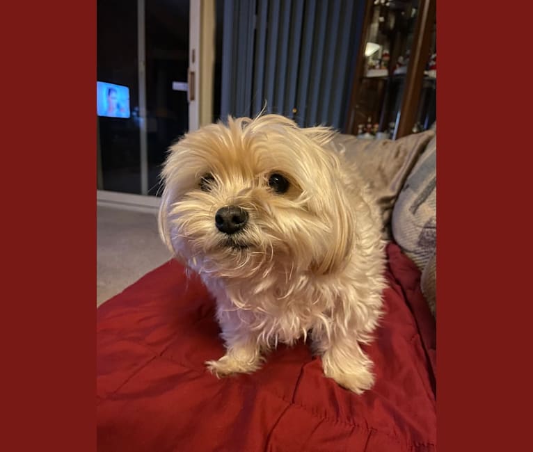 Photo of Oliver, a Morkie  in St. Louis, MO, USA