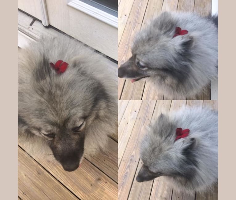 Keisha, a Keeshond tested with EmbarkVet.com