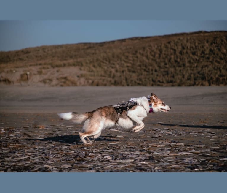 Indy, an European Village Dog tested with EmbarkVet.com