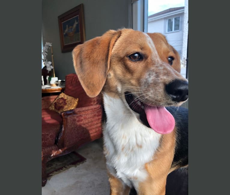 Akita beagle mix store