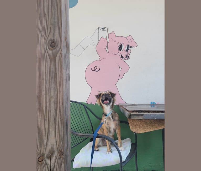 Bubby, a Pug and American Pit Bull Terrier mix tested with EmbarkVet.com