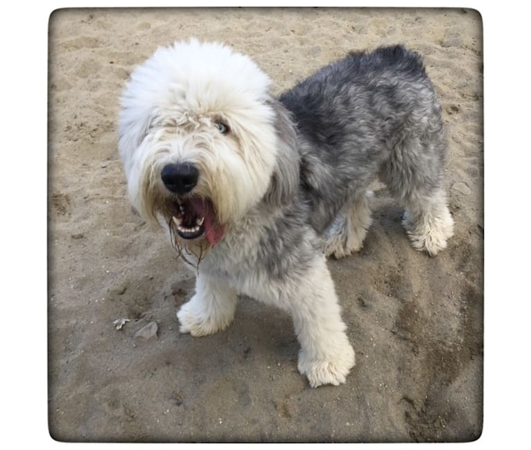 Winston, an Old English Sheepdog tested with EmbarkVet.com