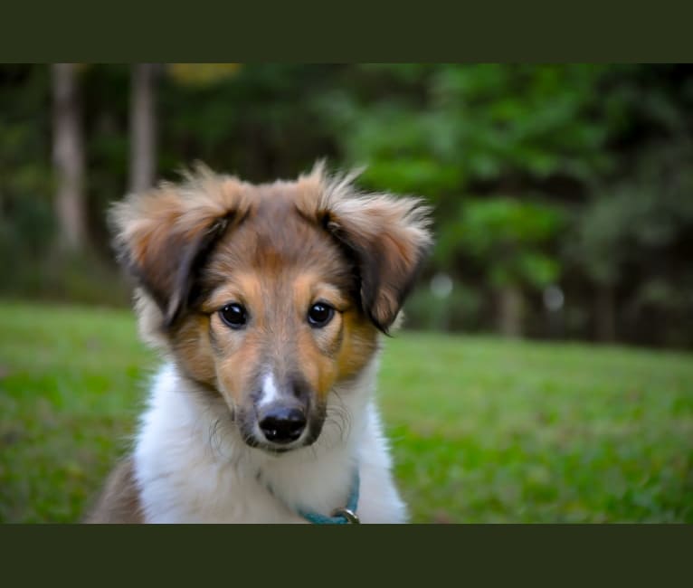 Photo of Bixby, a Collie (Scottish-Type)  in Cecilia, KY, USA