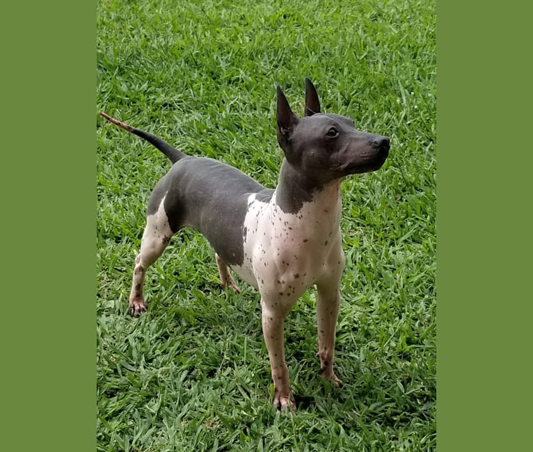 Grasshopper, an American Hairless Terrier tested with EmbarkVet.com