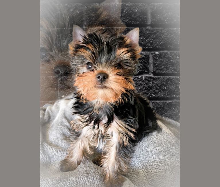 Photo of Boy #2 Boy, a Yorkshire Terrier  in Torrance, CA, USA