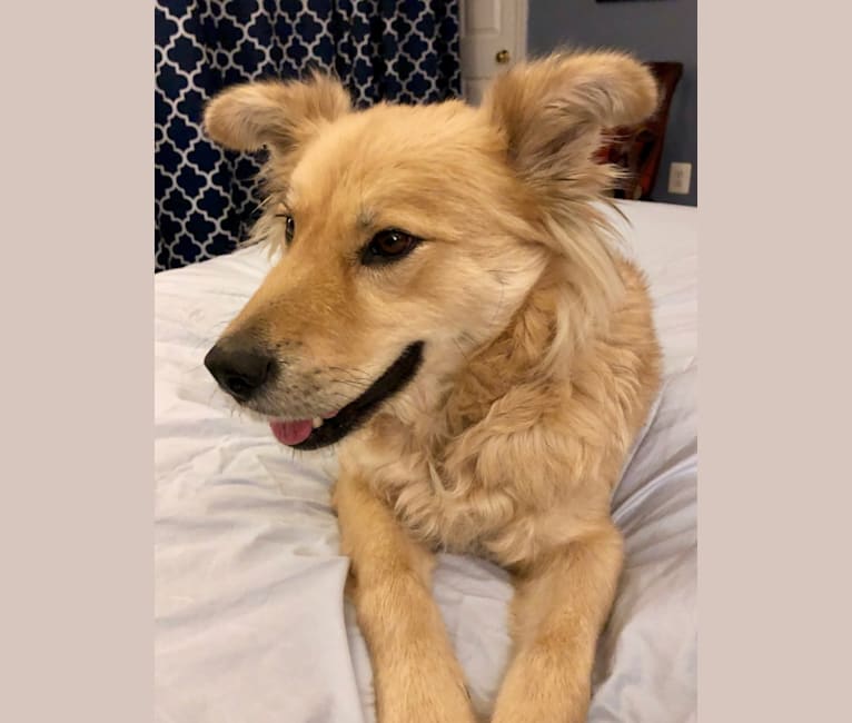 Sperry, a Chow Chow and German Shepherd Dog mix tested with EmbarkVet.com
