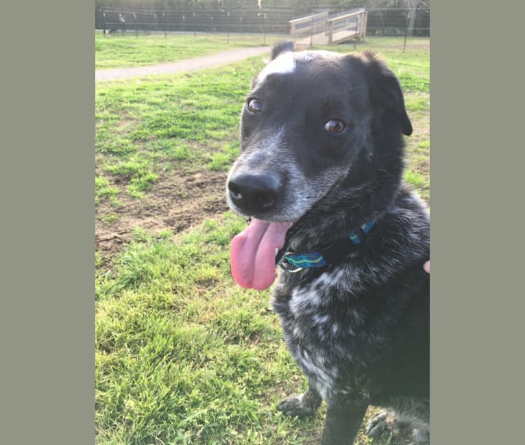 Khotso, an Australian Cattle Dog and German Shepherd Dog mix tested with EmbarkVet.com