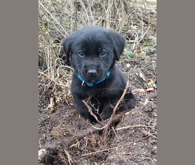 Chowder, a Siberian Husky and Labrador Retriever mix tested with EmbarkVet.com