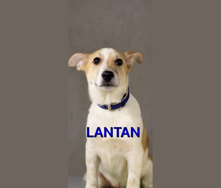 Lanny, a Central Asian Village Dog tested with EmbarkVet.com