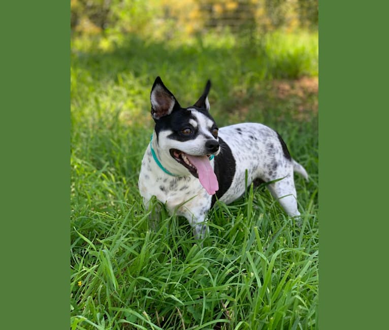Photo of Trigger, a Chihuahua, Miniature Pinscher, and Mixed mix in Arroyo Grande, California, USA