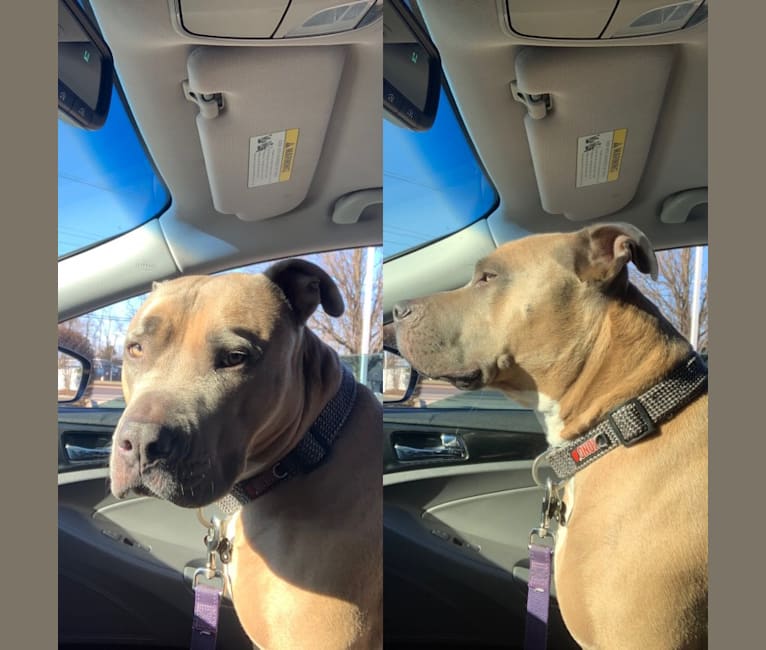 Maverick, an American Pit Bull Terrier and American Staffordshire Terrier mix tested with EmbarkVet.com