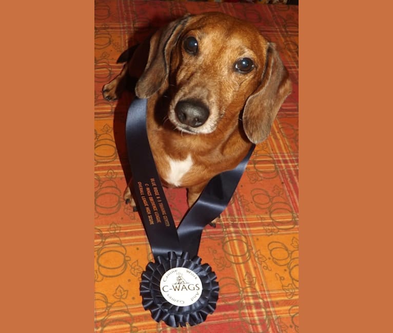 Jacob Levi, a Dachshund tested with EmbarkVet.com