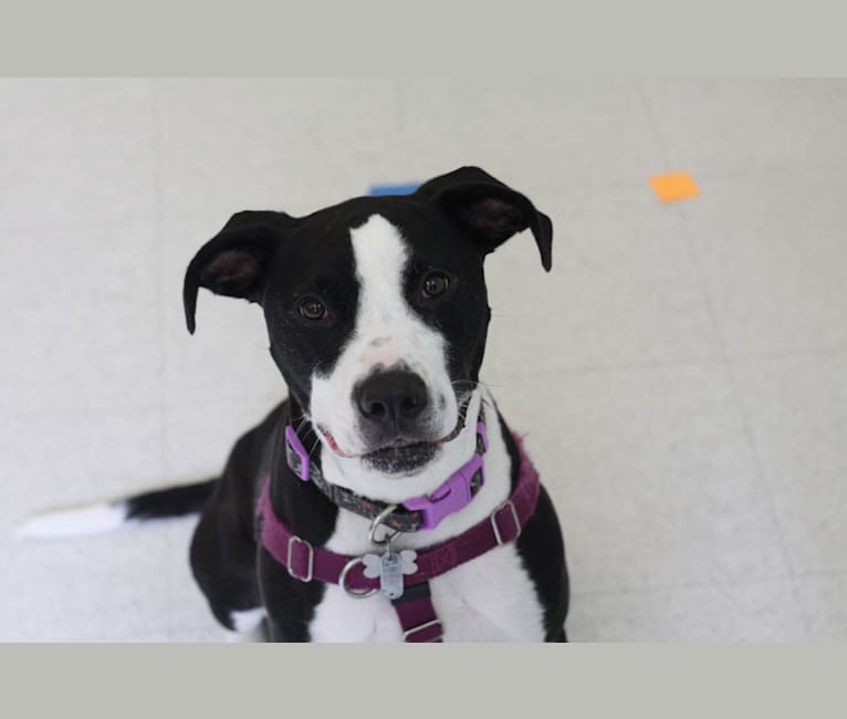 Emmy Zimmer, a Staffordshire Terrier and Boxer mix tested with EmbarkVet.com