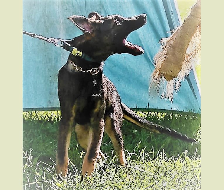 Jax, a Belgian Shepherd tested with EmbarkVet.com