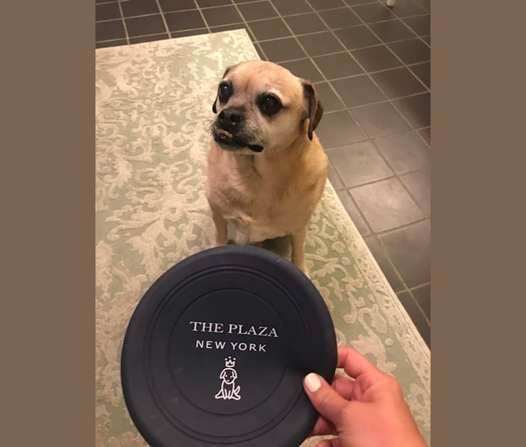 Zeus, a Pug and Rat Terrier mix tested with EmbarkVet.com