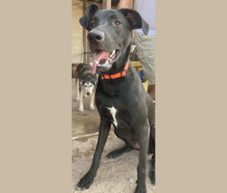 Baxter, a German Shepherd Dog and Great Dane mix tested with EmbarkVet.com