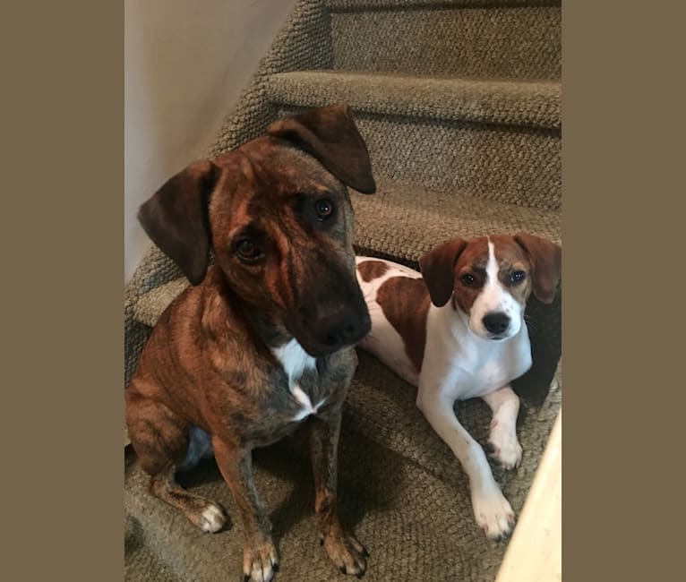 Half pitbull half beagle top