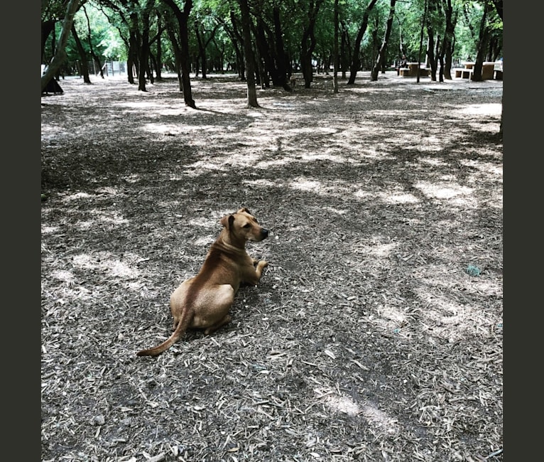 Photo of Malakai, an American Pit Bull Terrier, Chow Chow, Boxer, and German Shepherd Dog mix in San Antonio, Texas, USA