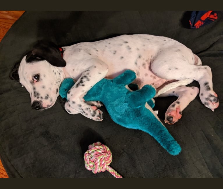 Great pyrenees dalmation mix clearance