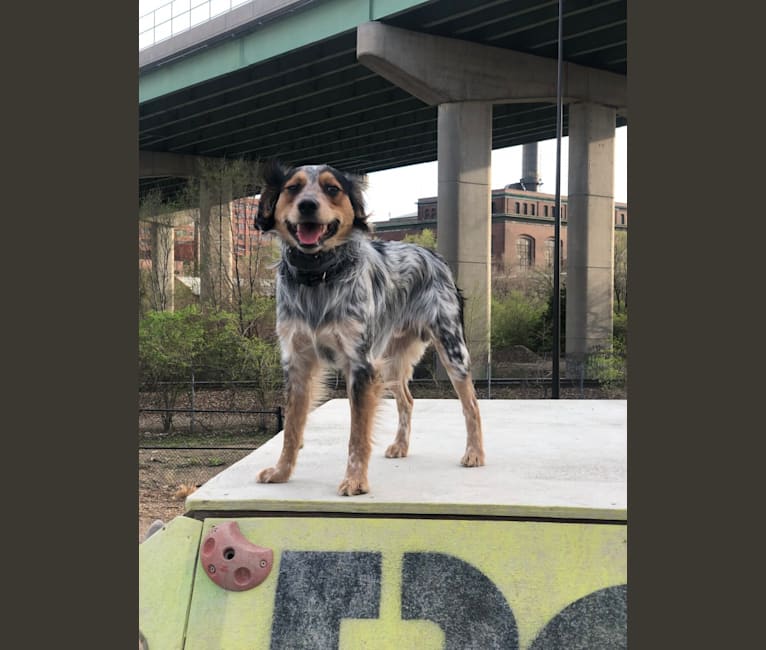 Photo of Banjo, an Australian Cattle Dog, Cocker Spaniel, Beagle, Russell-type Terrier, and Mixed mix in Lamar, AR, USA