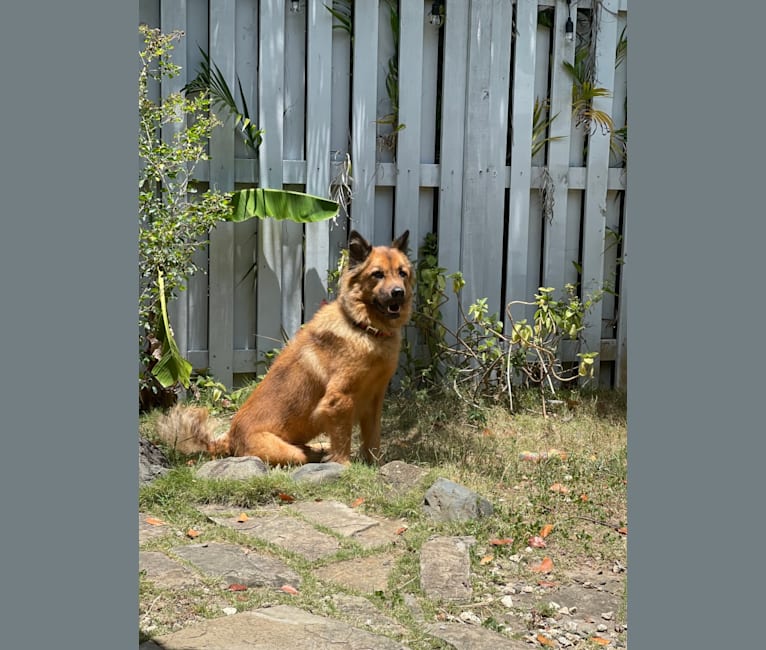 Max, a Chow Chow and Rottweiler mix tested with EmbarkVet.com