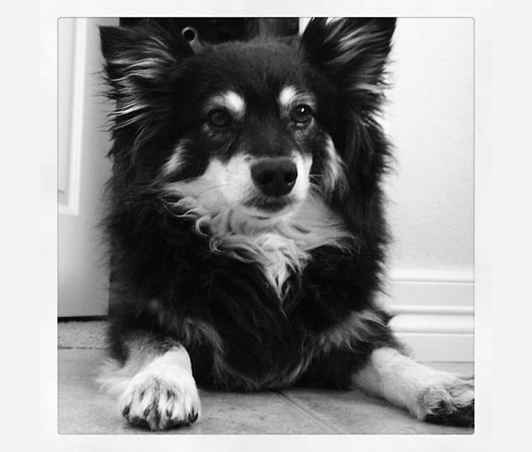 American eskimo and chihuahua mix online