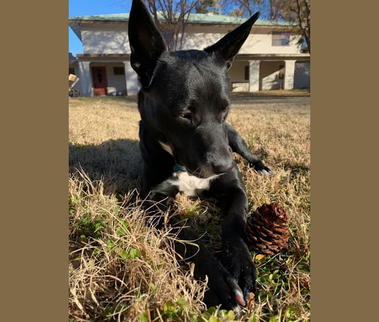 Ceci, an American Pit Bull Terrier and Australian Cattle Dog mix tested with EmbarkVet.com