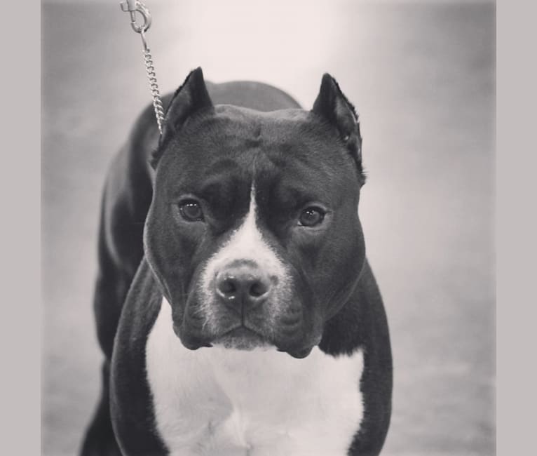 Fuel, an American Staffordshire Terrier tested with EmbarkVet.com