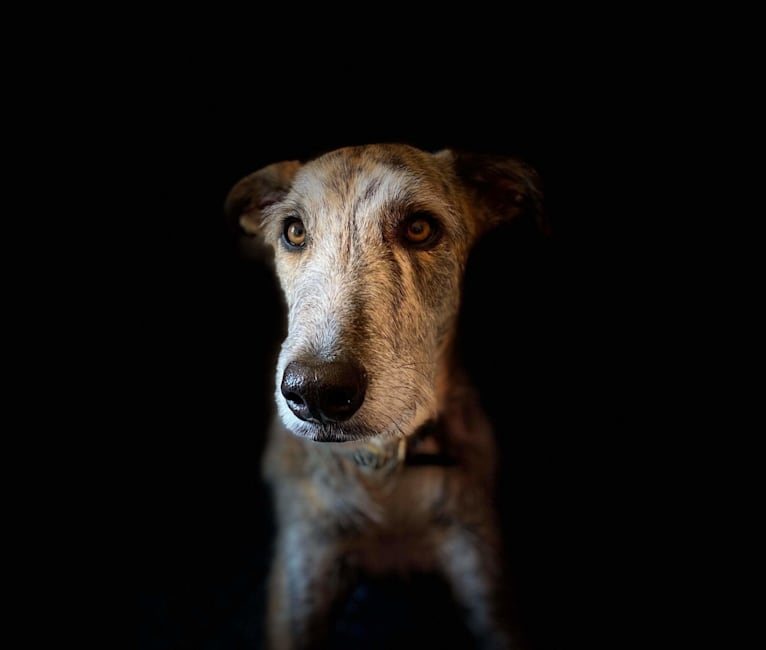 Lupin, a Greyhound and Scottish Deerhound mix tested with EmbarkVet.com