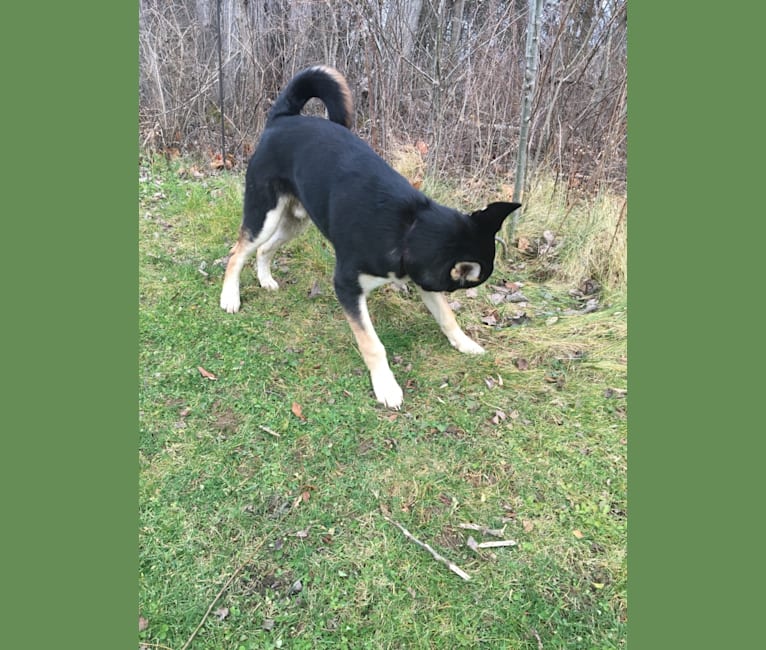 Sköll, a Siberian Husky and German Shepherd Dog mix tested with EmbarkVet.com