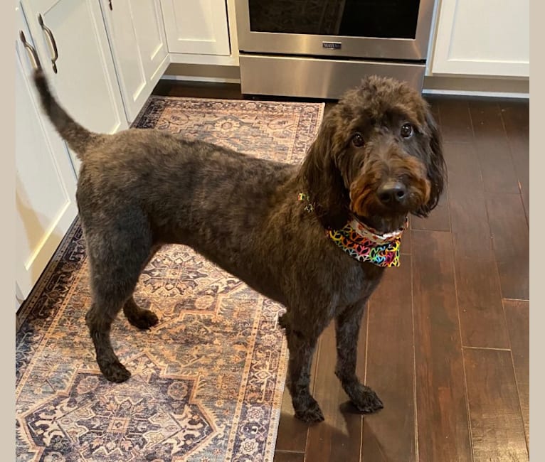 Miley, a German Shorthaired Pointer and Poodle (Standard) mix tested with EmbarkVet.com