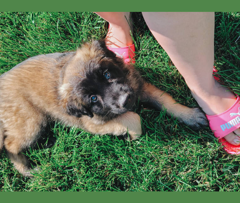 Stryder, an Eastern European Village Dog tested with EmbarkVet.com