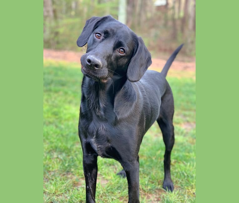 Hampton, an English Cocker Spaniel (Working Type) and Labrador Retriever mix tested with EmbarkVet.com