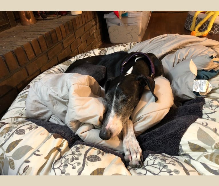 Silverio, a Spanish Galgo tested with EmbarkVet.com