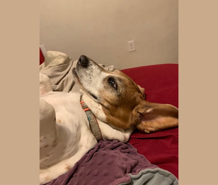 Leia, a Basset Hound tested with EmbarkVet.com