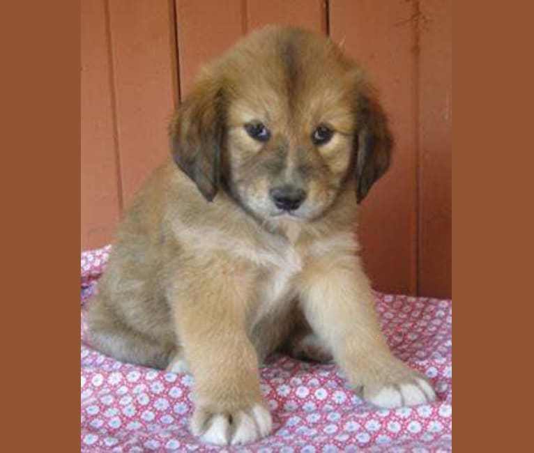 Koda, a Chow Chow and Beagle mix tested with EmbarkVet.com