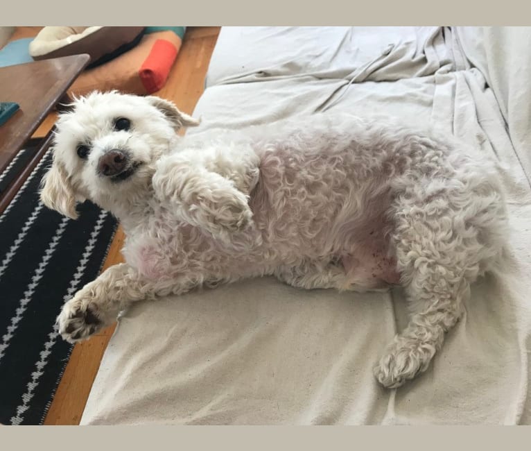 Bobby McGee, a Poodle (Small) and Cocker Spaniel mix tested with EmbarkVet.com