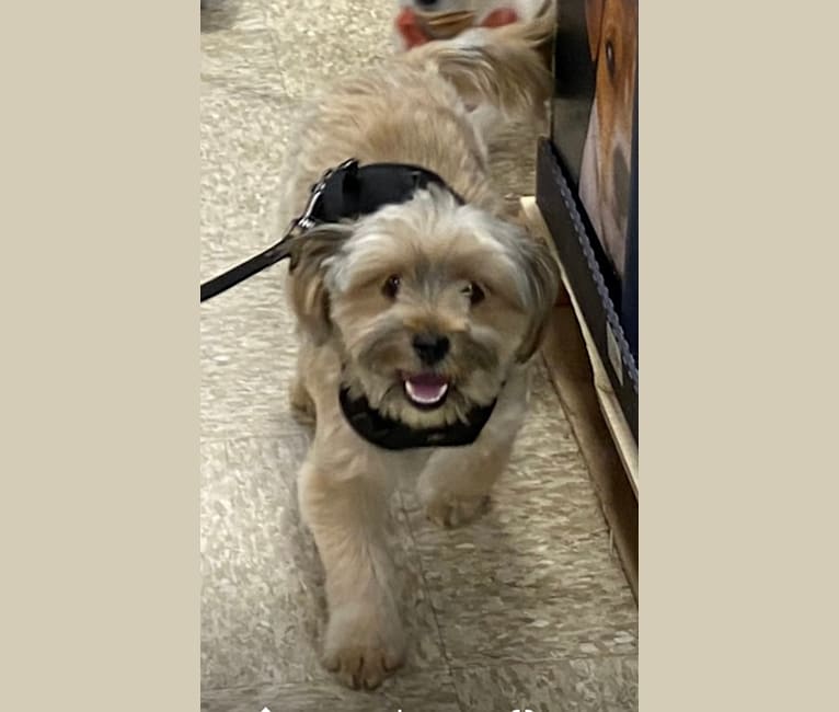 Dave, a Shih Tzu and Yorkshire Terrier mix tested with EmbarkVet.com