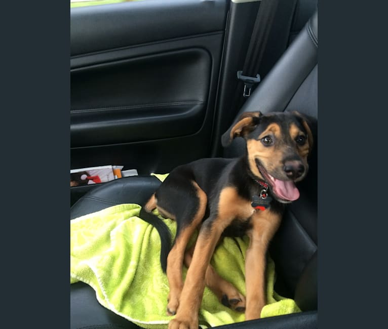 american foxhound german shepherd mix puppy