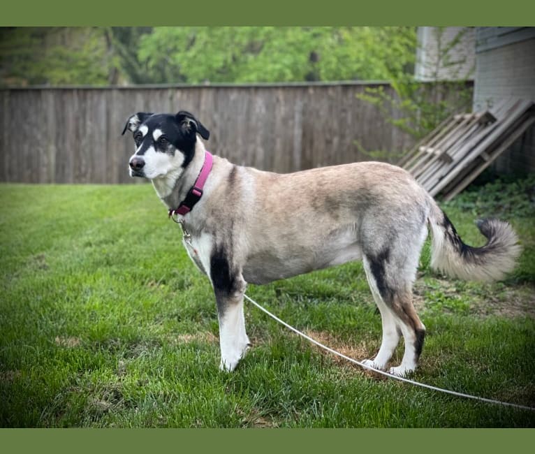 Keira, an Alaskan Malamute and Siberian Husky mix tested with EmbarkVet.com