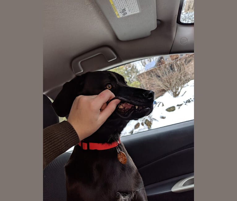 Bode, a Labrador Retriever and Coonhound mix tested with EmbarkVet.com