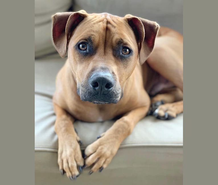 Theo, an American Pit Bull Terrier and Chow Chow mix tested with EmbarkVet.com