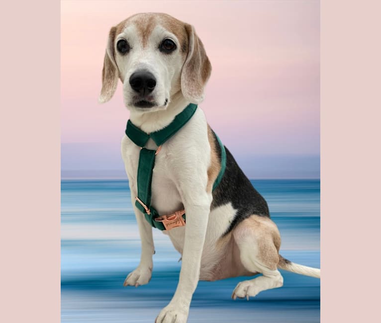 Edward, a Beagle and Russell-type Terrier mix tested with EmbarkVet.com