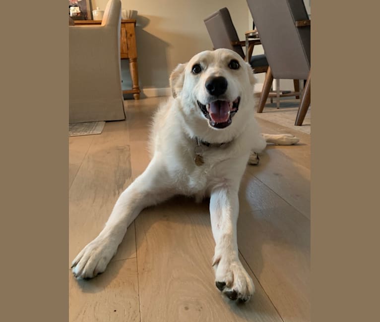 Finley, a Great Pyrenees and Border Collie mix tested with EmbarkVet.com