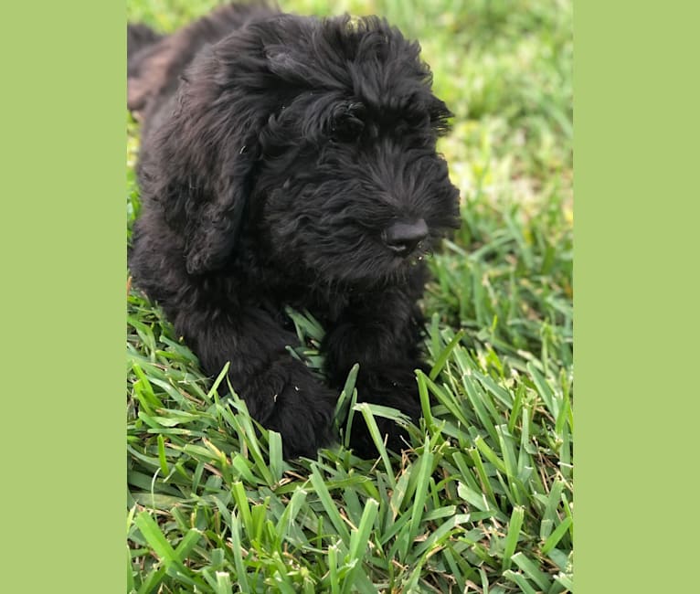 Leopold, a Newfypoo tested with EmbarkVet.com